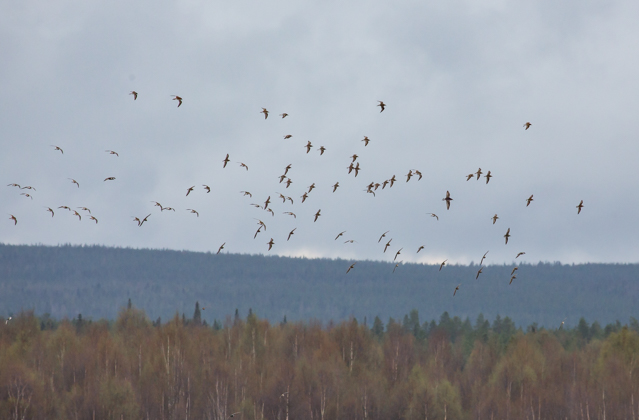 Suokukko oli Rovaniemen Niskanperän lukuisin laji muutonseurannassa 14.5.2016.