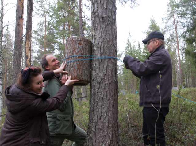 Viimeinen telkänpönttö löytää paikkansa Lapin Metsämuseon ja Lapin Lintutieteellisen yhdistyksen yhteistyönä.